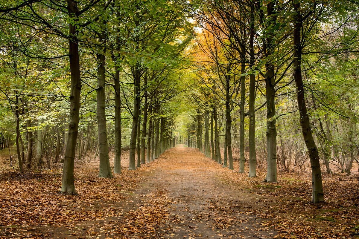 PDGIT4386412: Viale alberato in veste autunnale