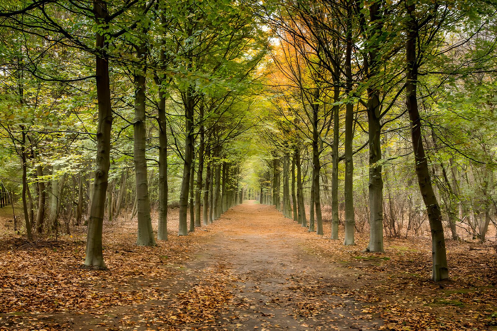 PDGIT4386412: Viale alberato in veste autunnale