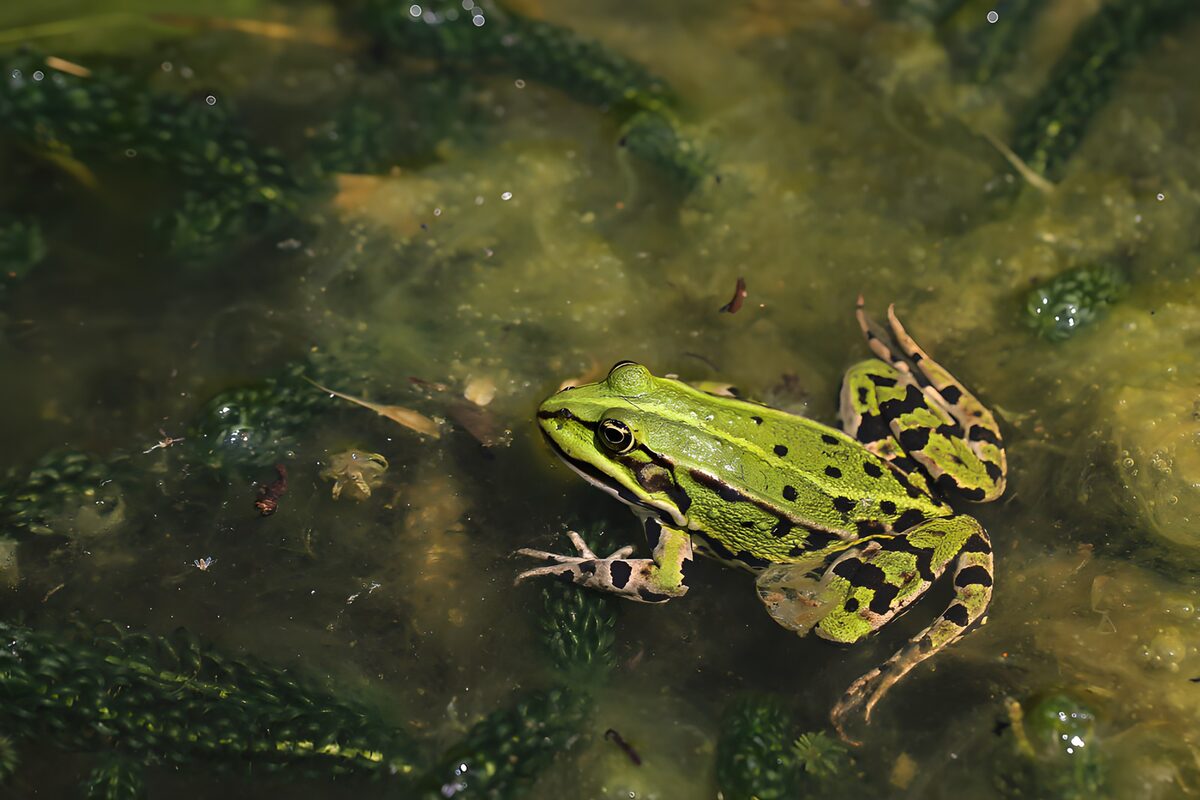 PDGIT4001750: Rana verde maculata nell'acqua