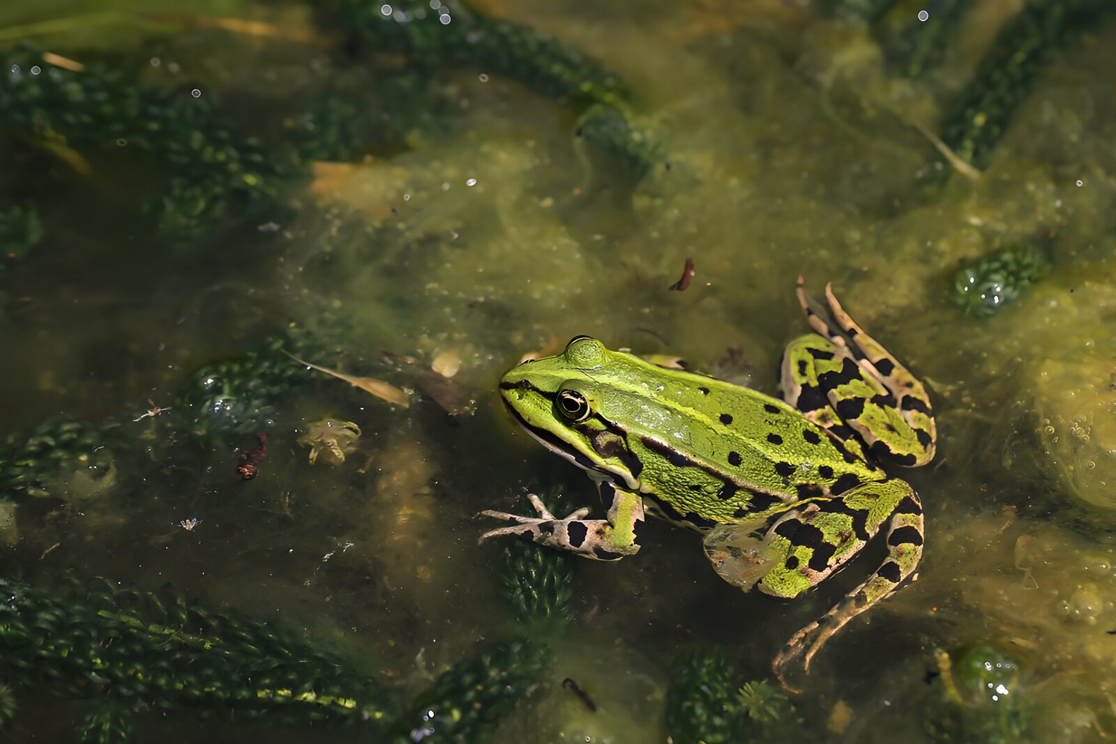 PDGIT4001750: Rana verde maculata nell'acqua
