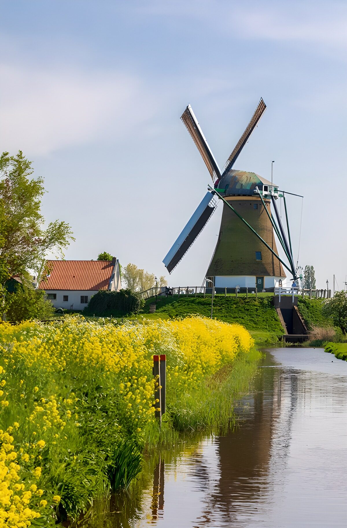 PDGIT6626790: Mulino a vento sul canale in fiore