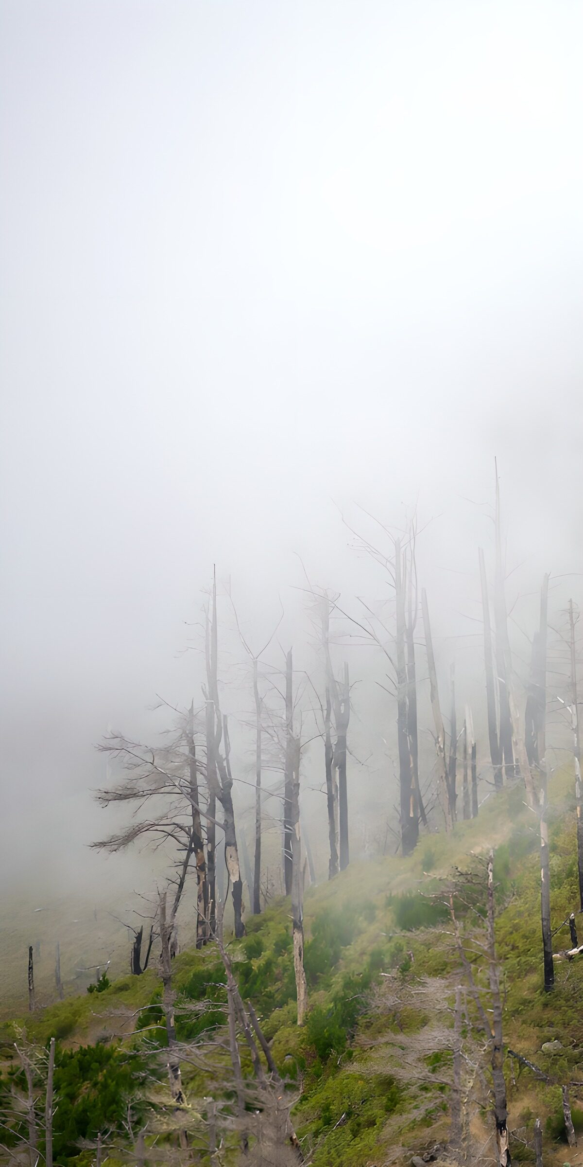 PDGIT4581949: Alberi morti sul pendio nella nebbia