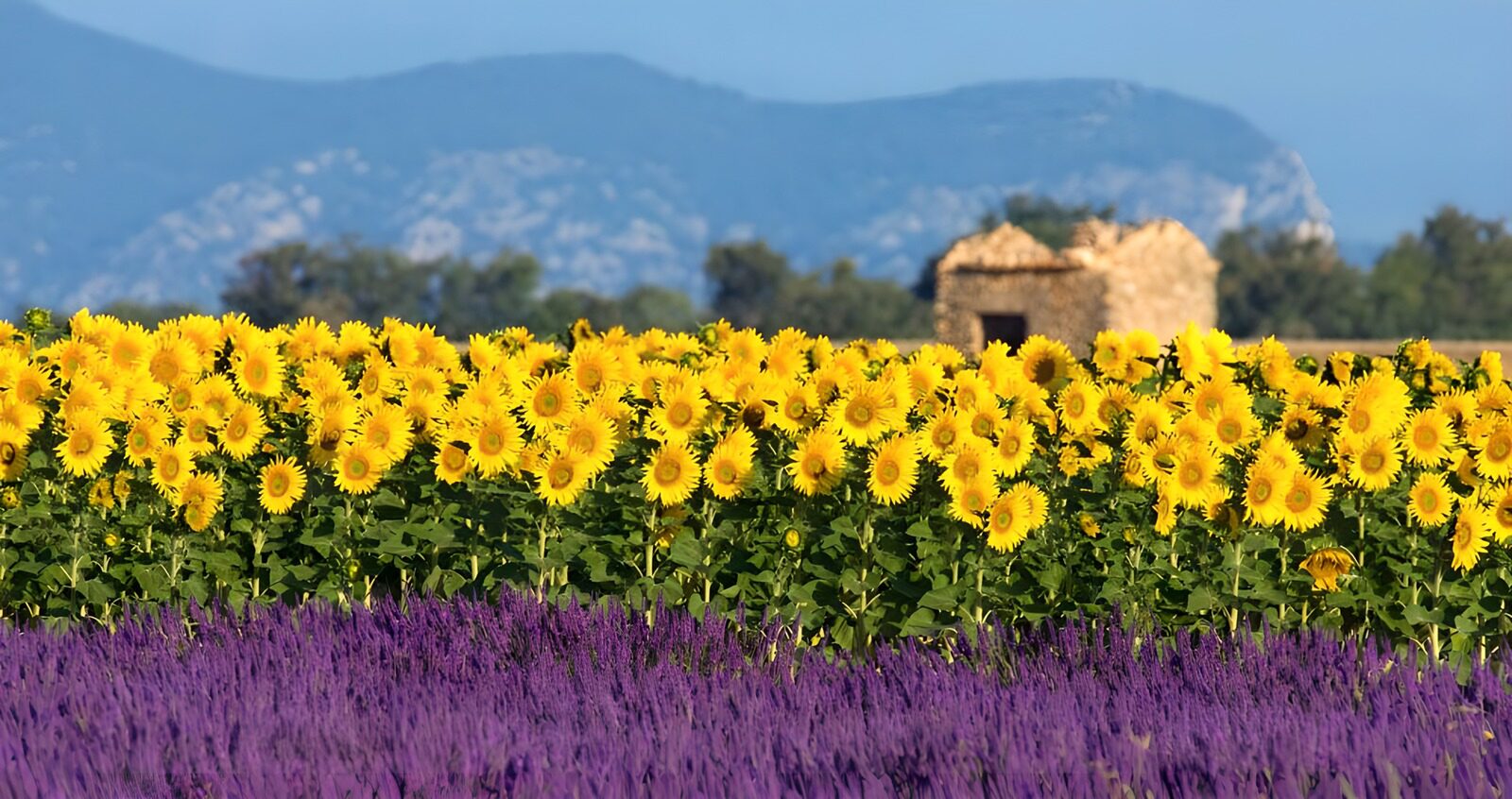 PDGIT3893897: Lavanda e girasoli al sole d’estate