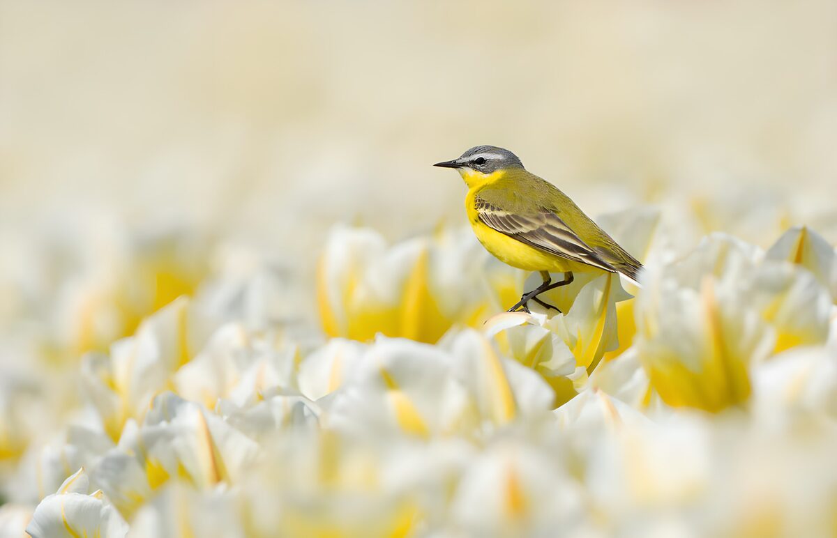 PDGIT1080773: Cutrettola su un tulipano di primavera
