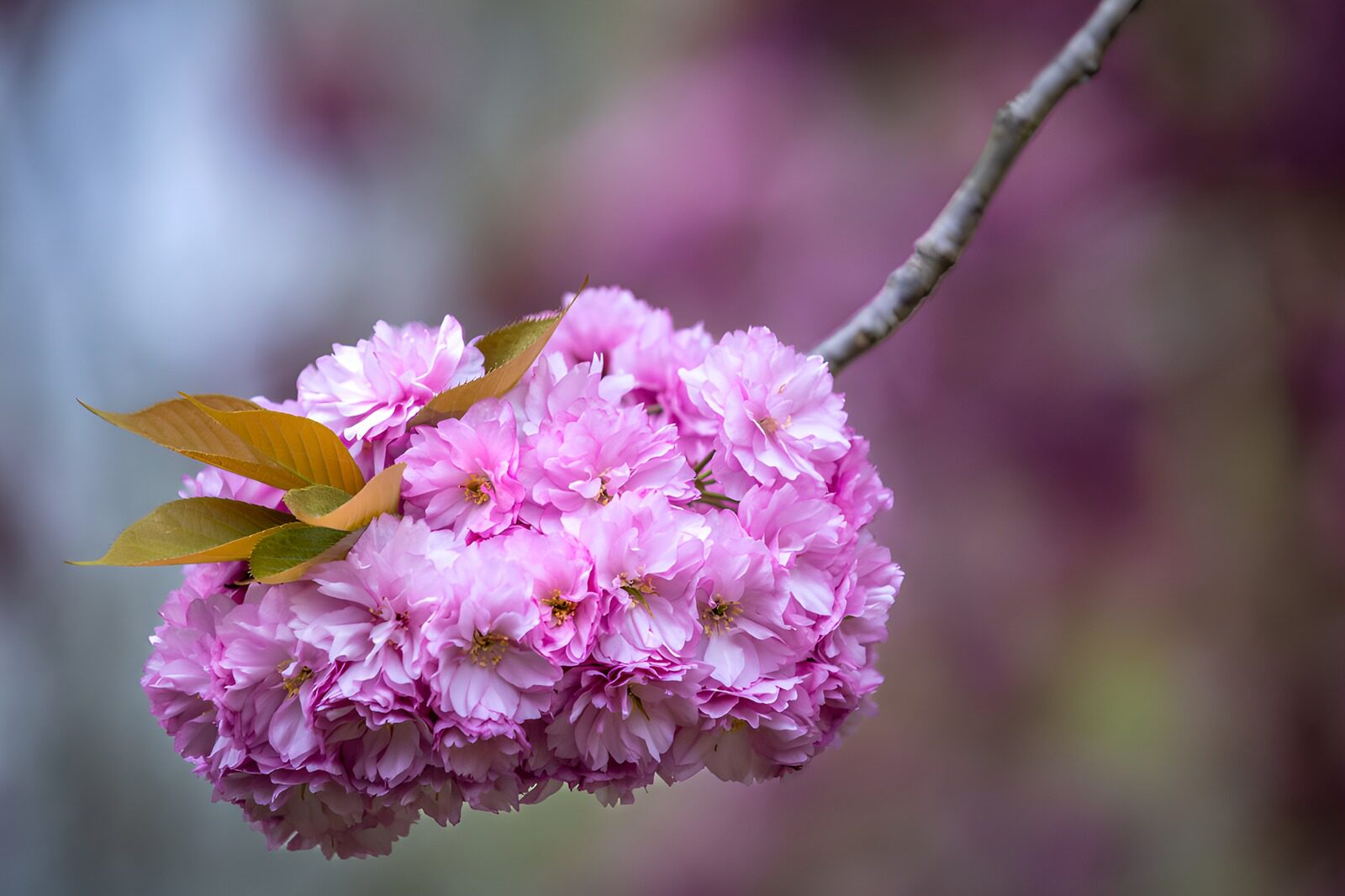 PDGIT6488251: Ramo di ciliegio rosa nella luce soffusa