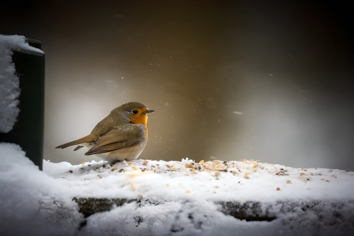 PDGIT4087172: Pettirosso sulla mangiatoia innevata