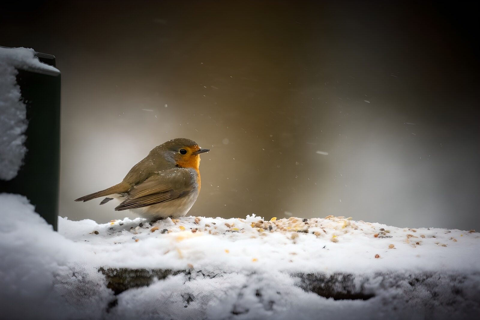 PDGIT4087172: Pettirosso sulla mangiatoia innevata