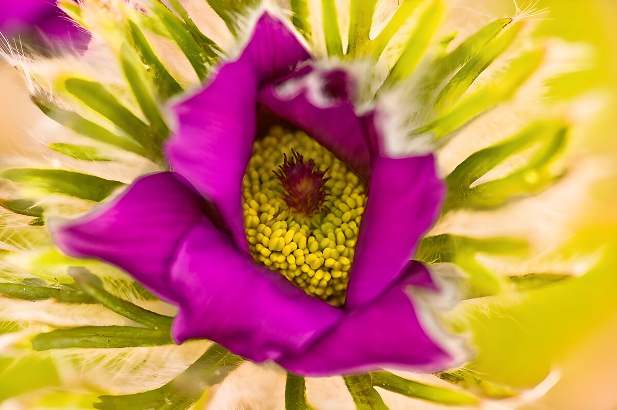 Fiore viola dal cuore giallo