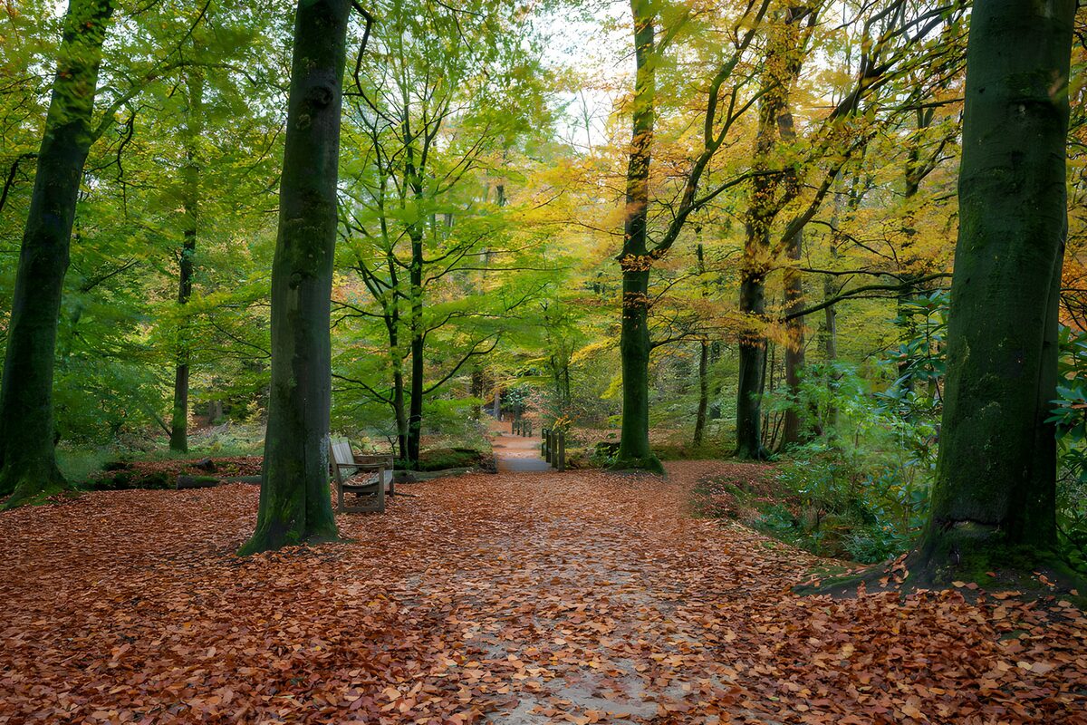 PDGIT5013552: Sentiero e panchina nel bosco d'autunno