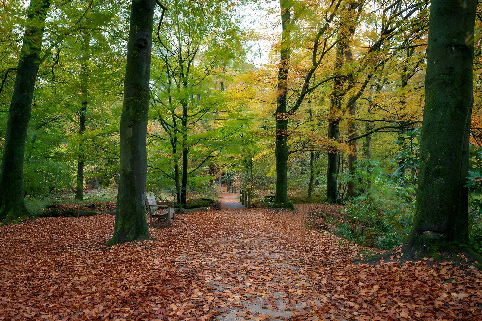 PDGIT5013552: Sentiero e panchina nel bosco d'autunno