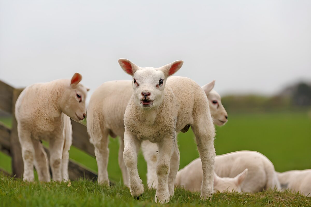 PDGIT5547747: Agnello in primo piano con il gregge