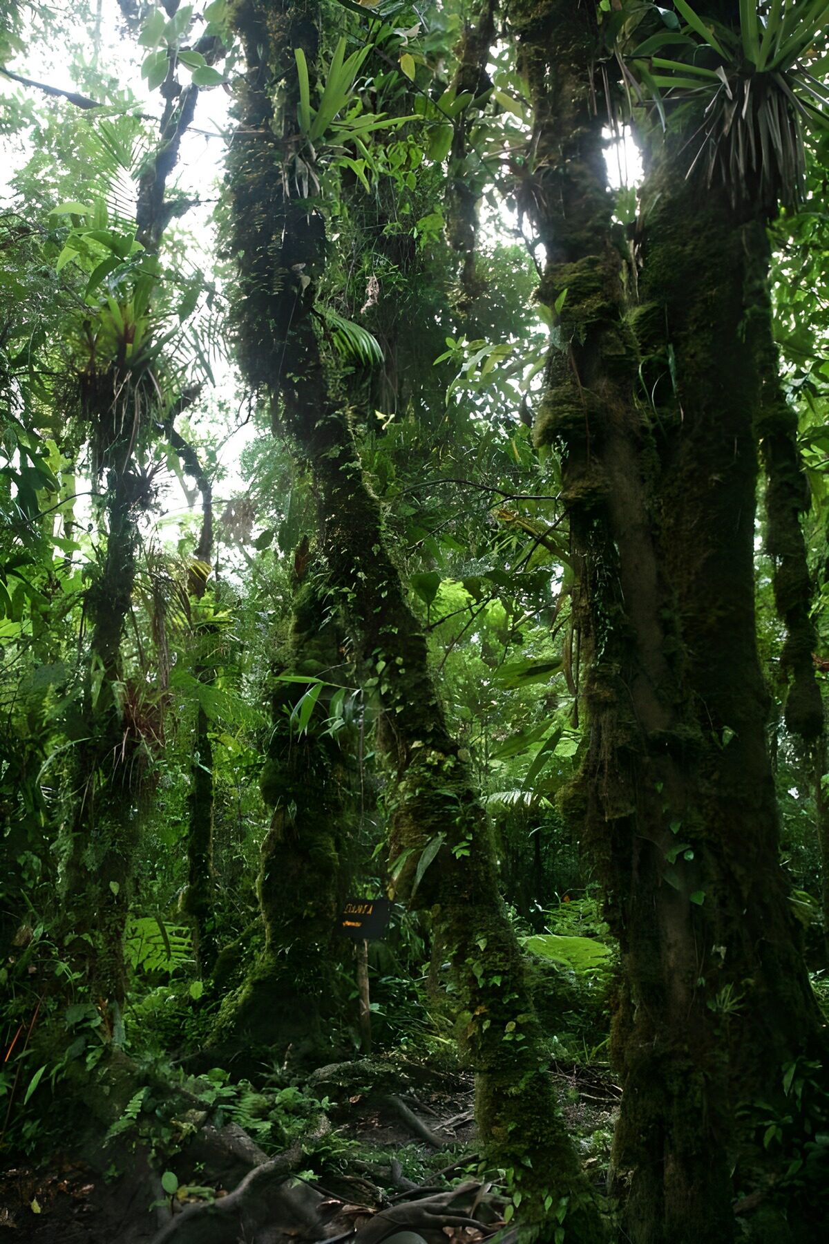 PDGIT3866274: Tronchi e felci nella foresta tropicale