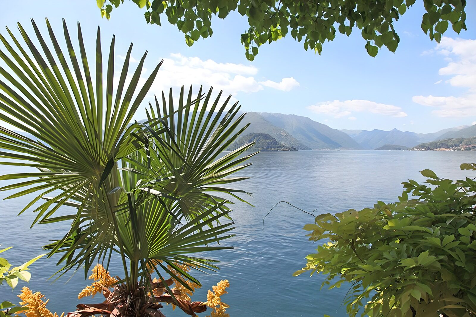 PDGIT7298698: Lago e montagne tra le palme