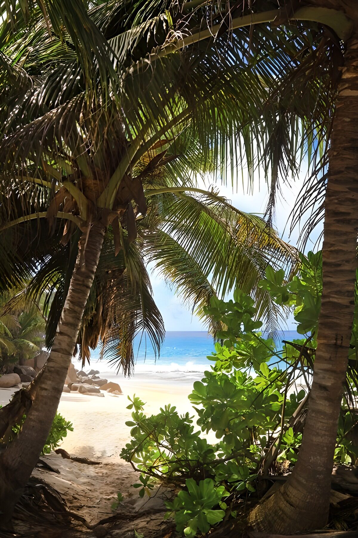PDGIT4705454: Costa tropicale, un rifugio tra le palme