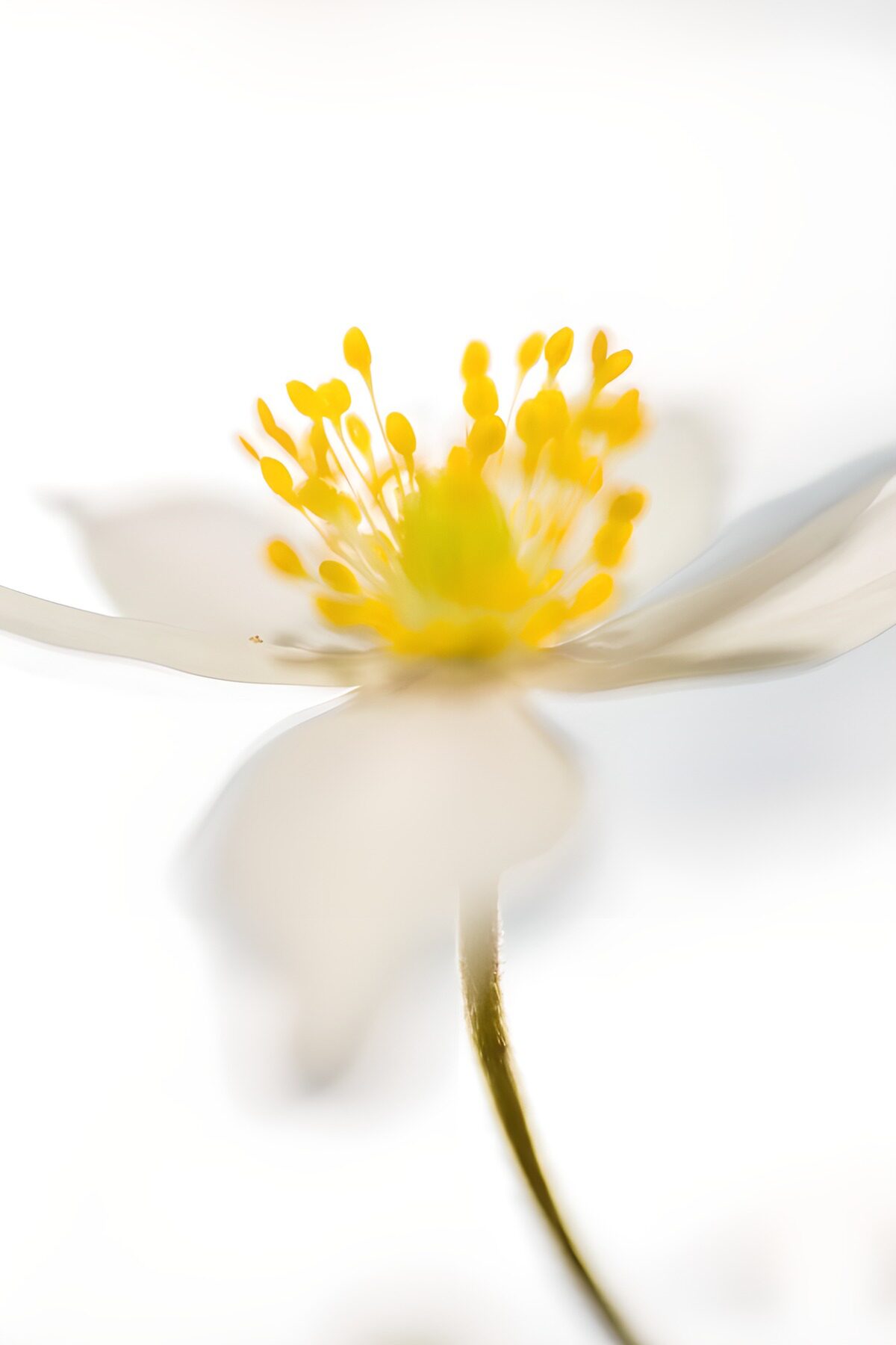 PDGIT1708204: Fiore bianco dal cuore giallo