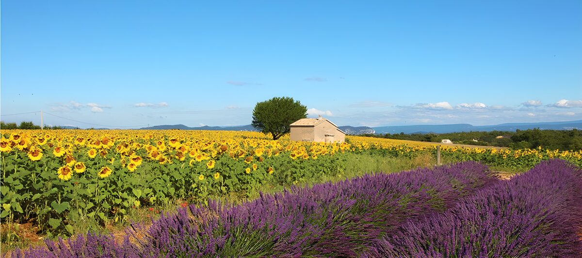 PDGIT5755656: Girasoli e lavanda sotto il cielo estivo