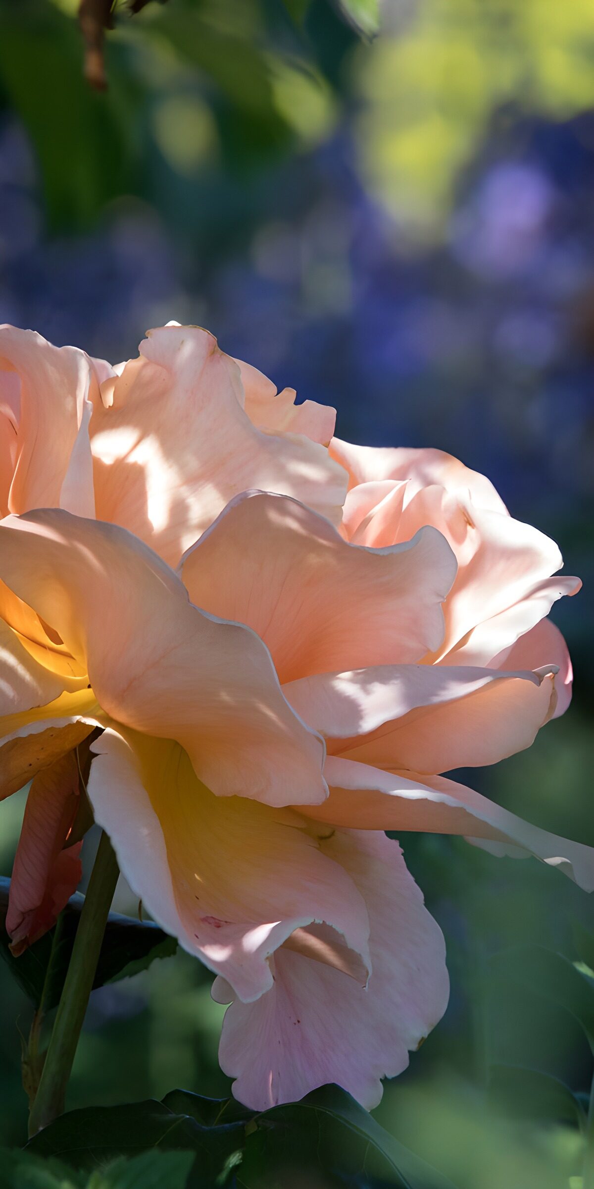 PDGIT9076798: Rosa dai toni rosa e pesca al sole