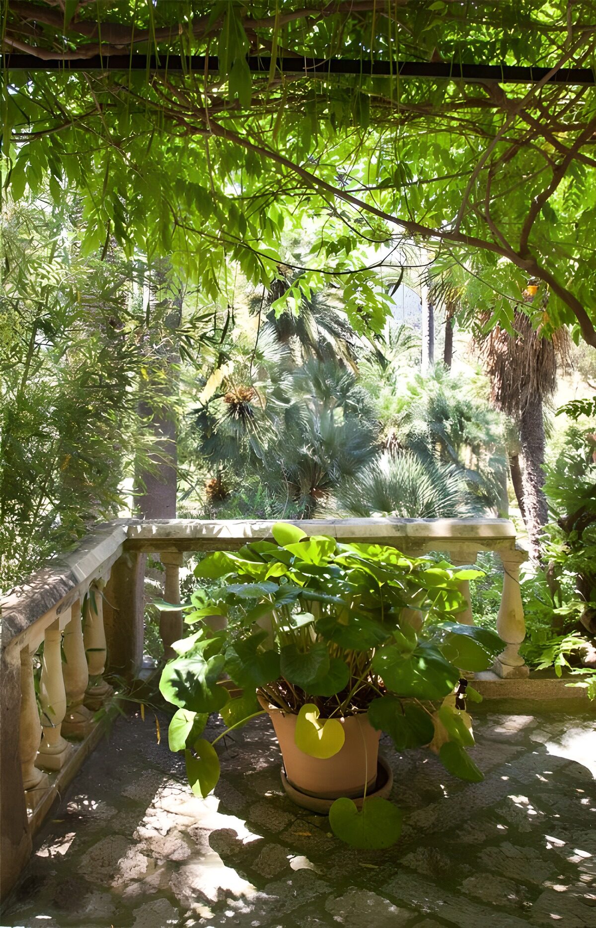 PDGIT2996570: Pianta in vaso sulla terrazza ombrosa