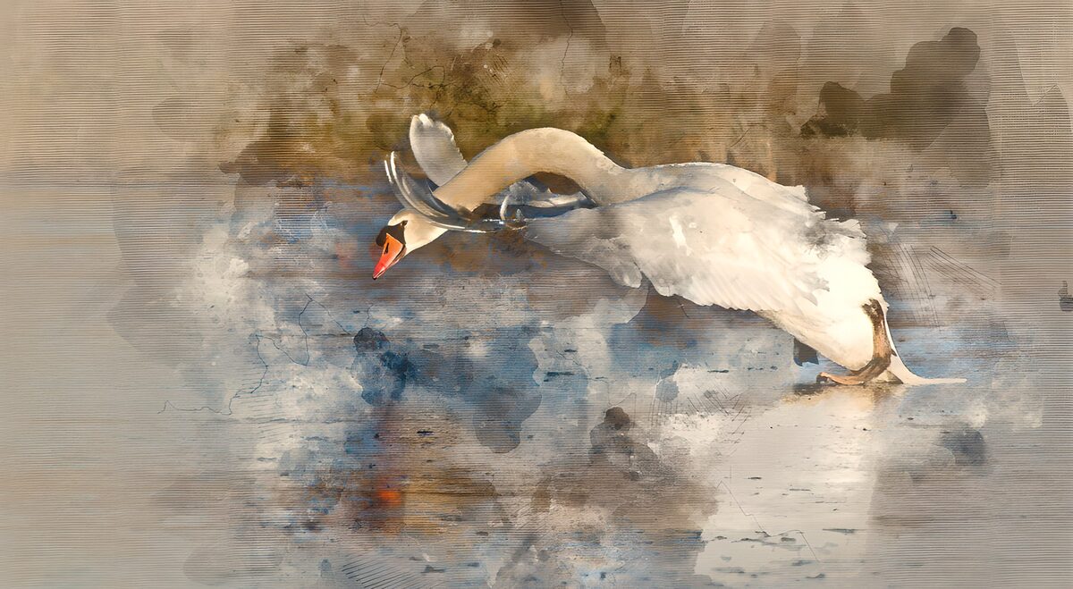 PDGIT3780469: Cigno bianco ad ali spiegate