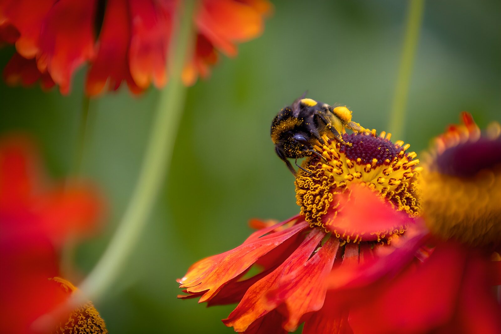 PDGIT3144044: Bombo su un fiore rosso arancio