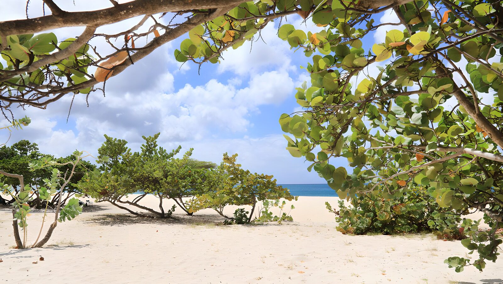 PDGIT3902058: Spiaggia di sabbia all’ombra degli alberi