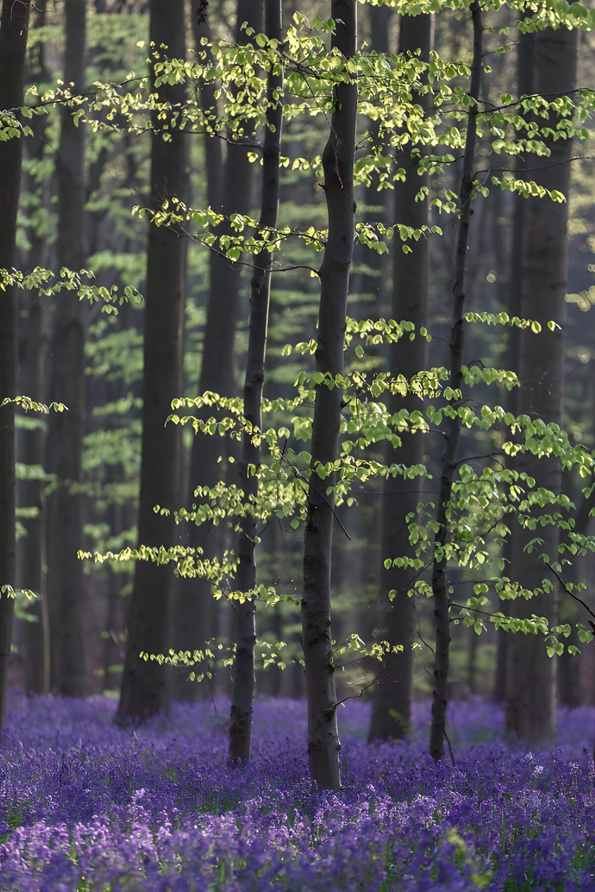 PDGIT6406535: Bosco di primavera, un tappeto di fiori viola
