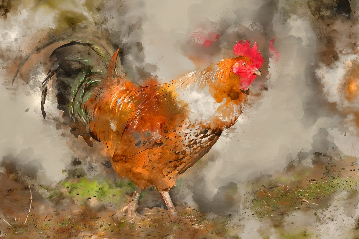 Gallo tra ruggine e nuvole di colore