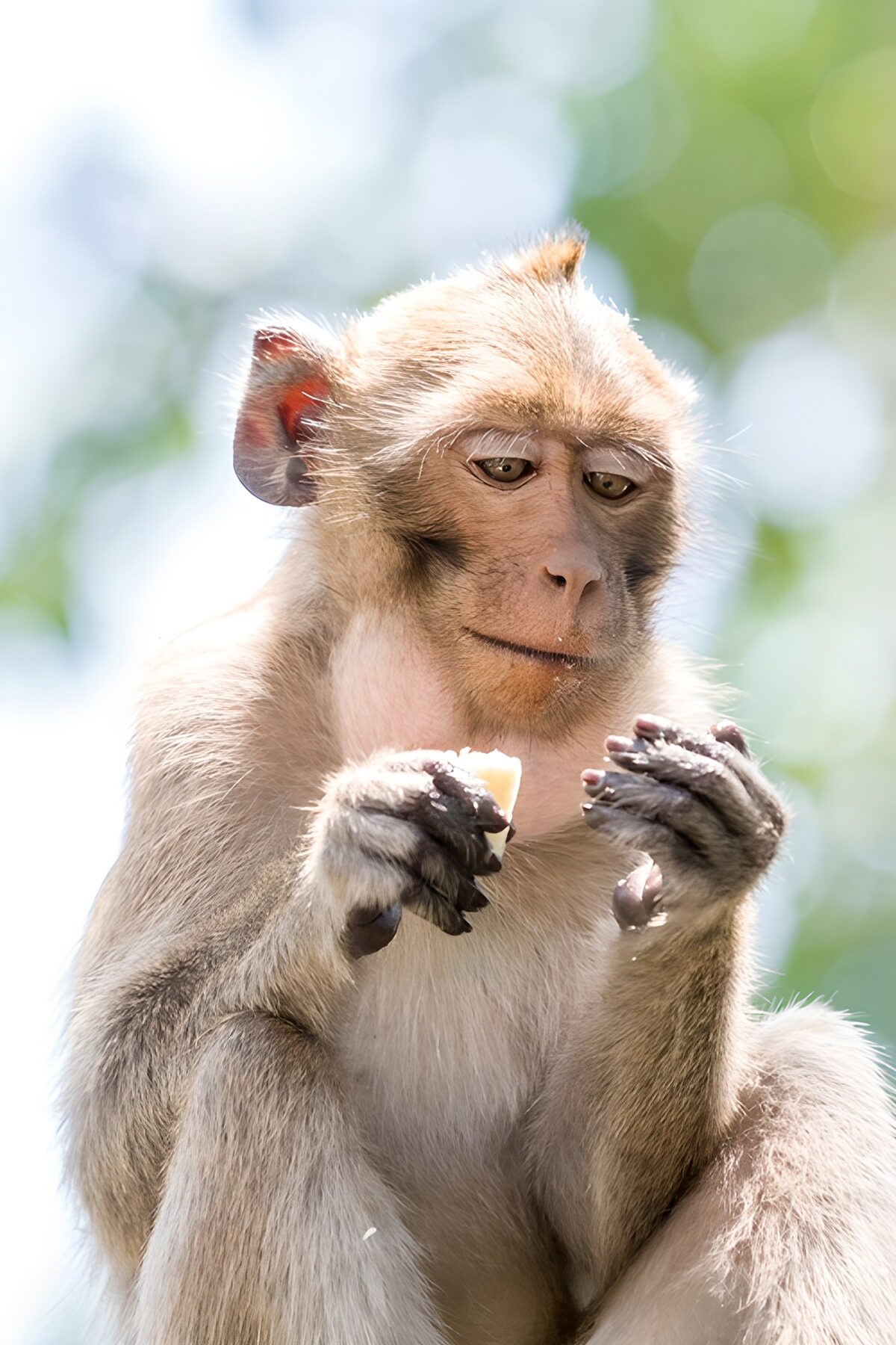 PDGIT9224151: Macaco con un pezzo di frutta
