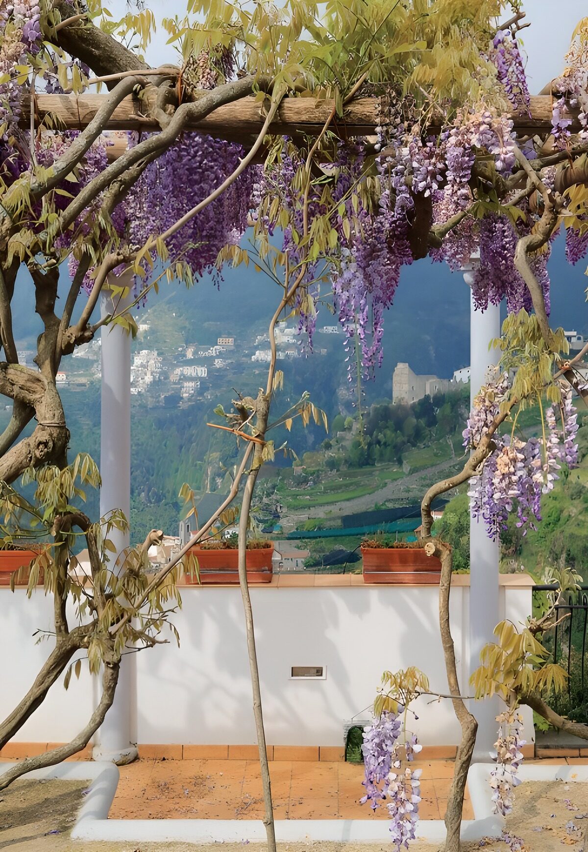 PDGIT6460938: Glicine in fiore sulla terrazza al sole