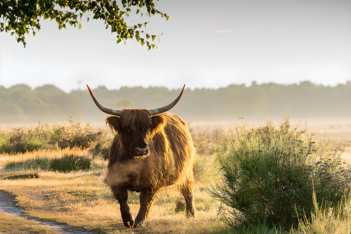Mucca Highland nella luce del mattino