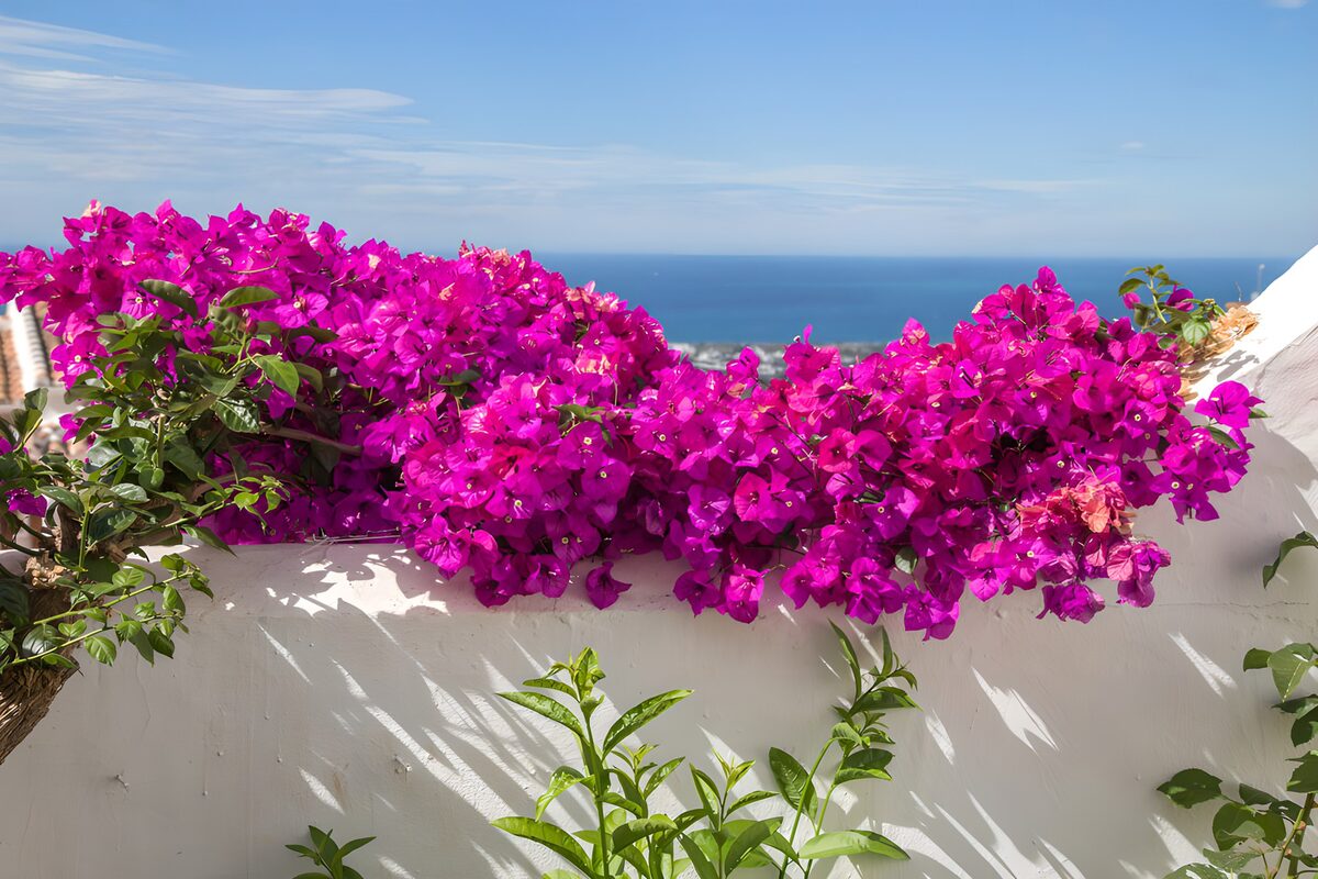 PDGIT4873628: Bouganville magenta sul muro bianco