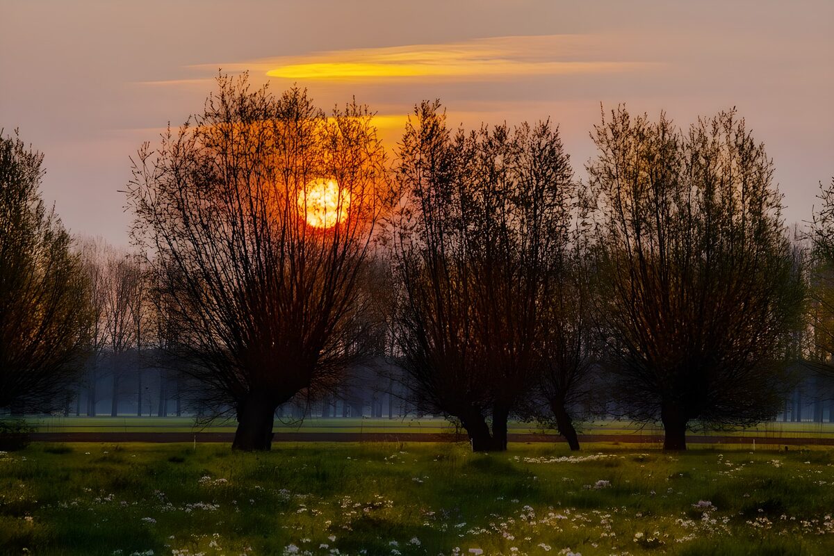 PDGIT5550905: Sole basso tra gli alberi sul prato