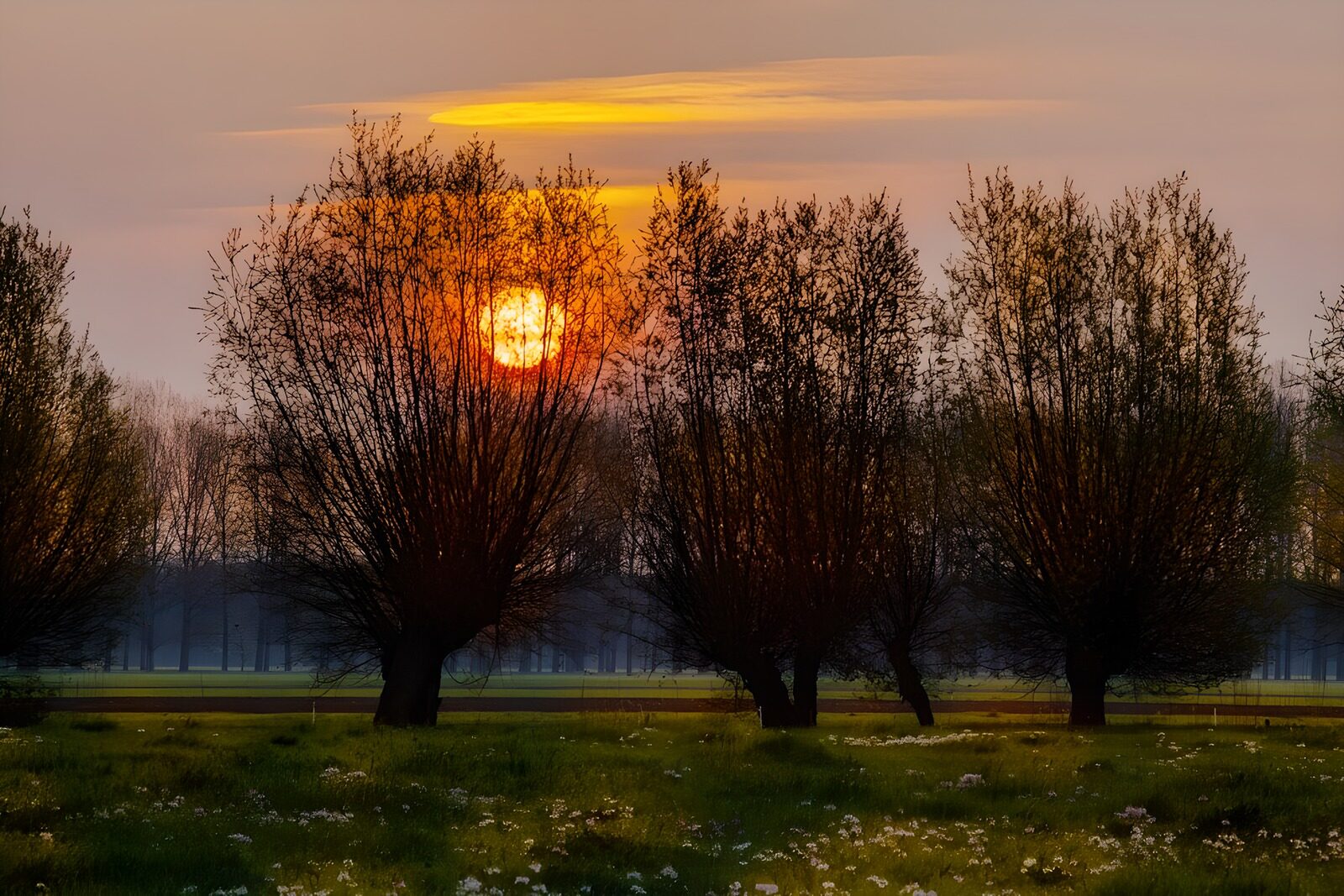 PDGIT5550905: Sole basso tra gli alberi sul prato