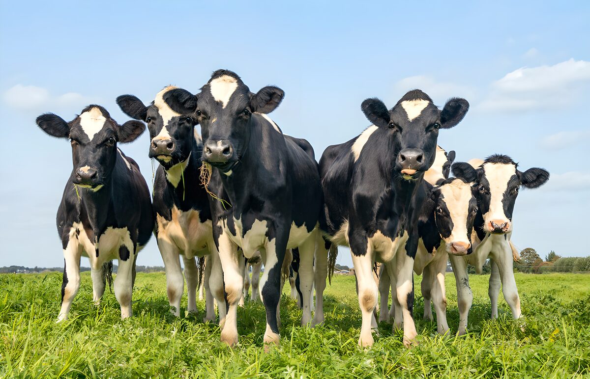 PDGIT9920748: Sei mucche pezzate nel prato al sole