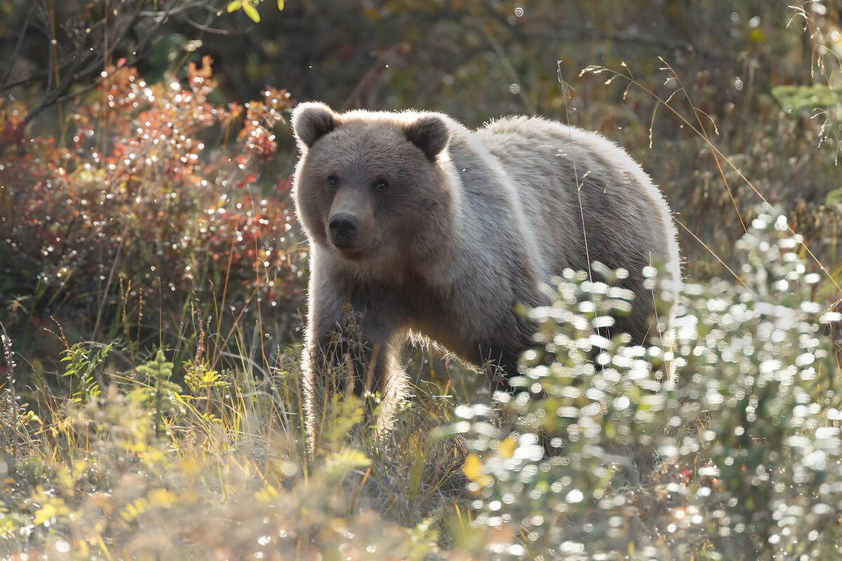 PDGIT2549478: Orso bruno tra le erbe d’autunno