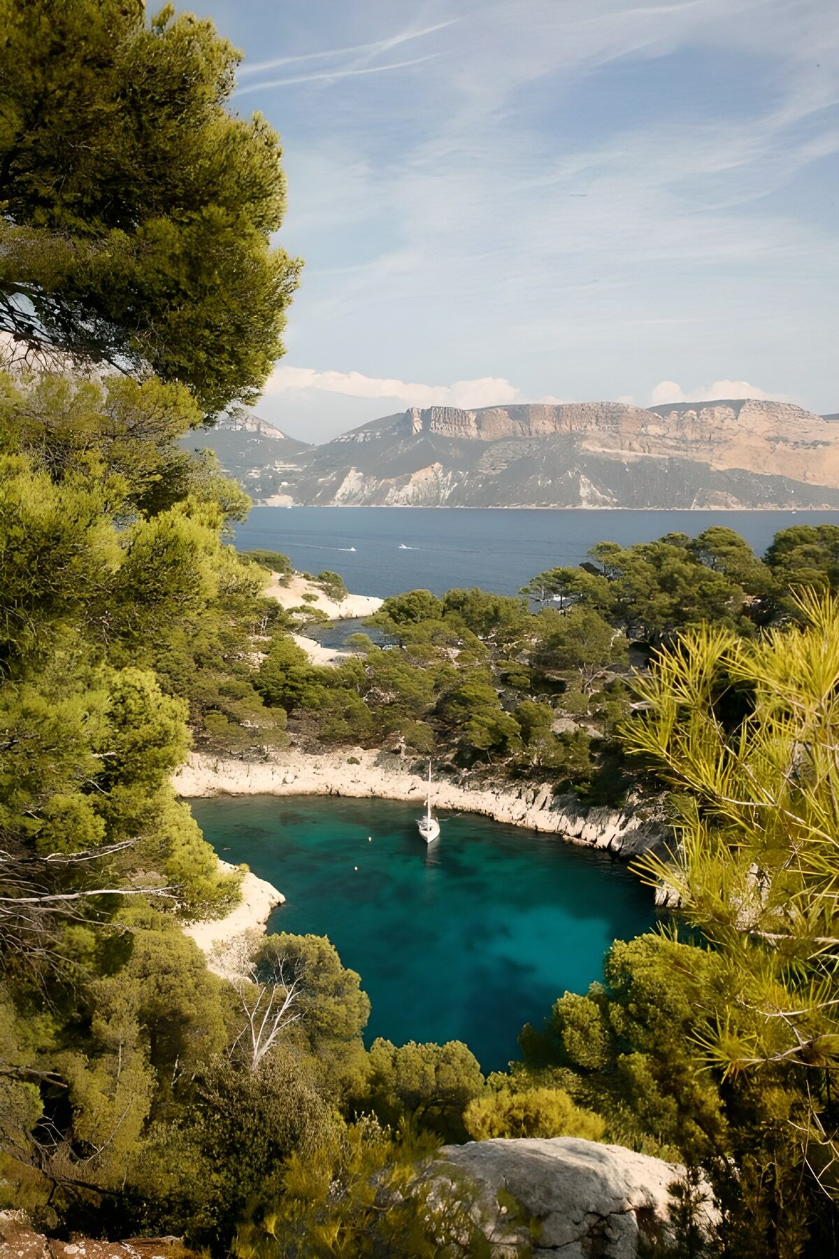 PDGIT9413423: Barca a vela nella cala tra i pini