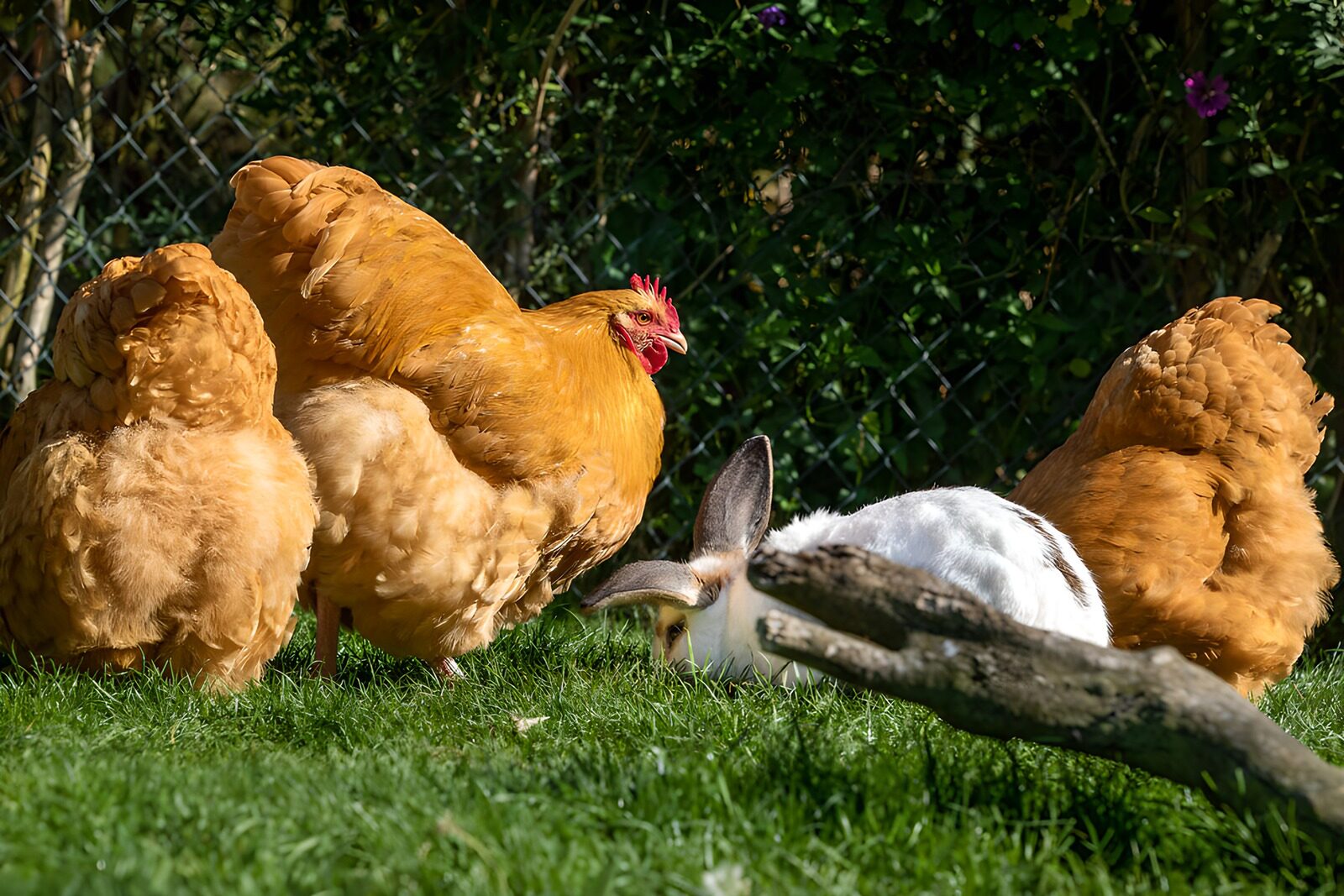 PDGIT4243904: Tre galline e un coniglio al sole