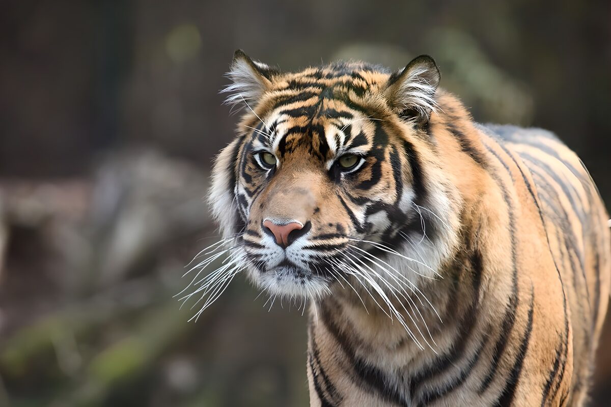 Tigre in primo piano, sguardo vigile