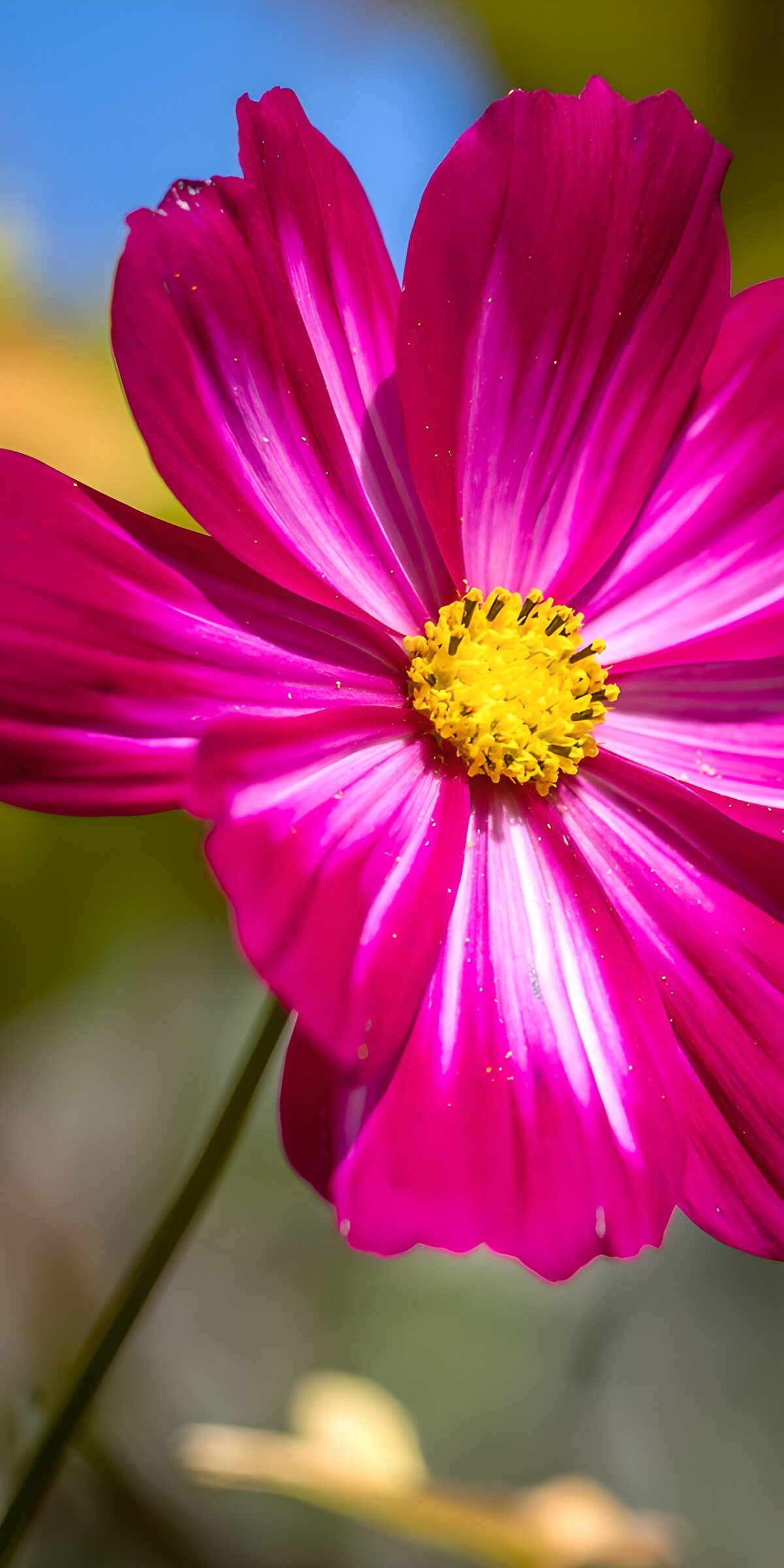 PDGIT1840086: Cosmo magenta in primo piano al sole