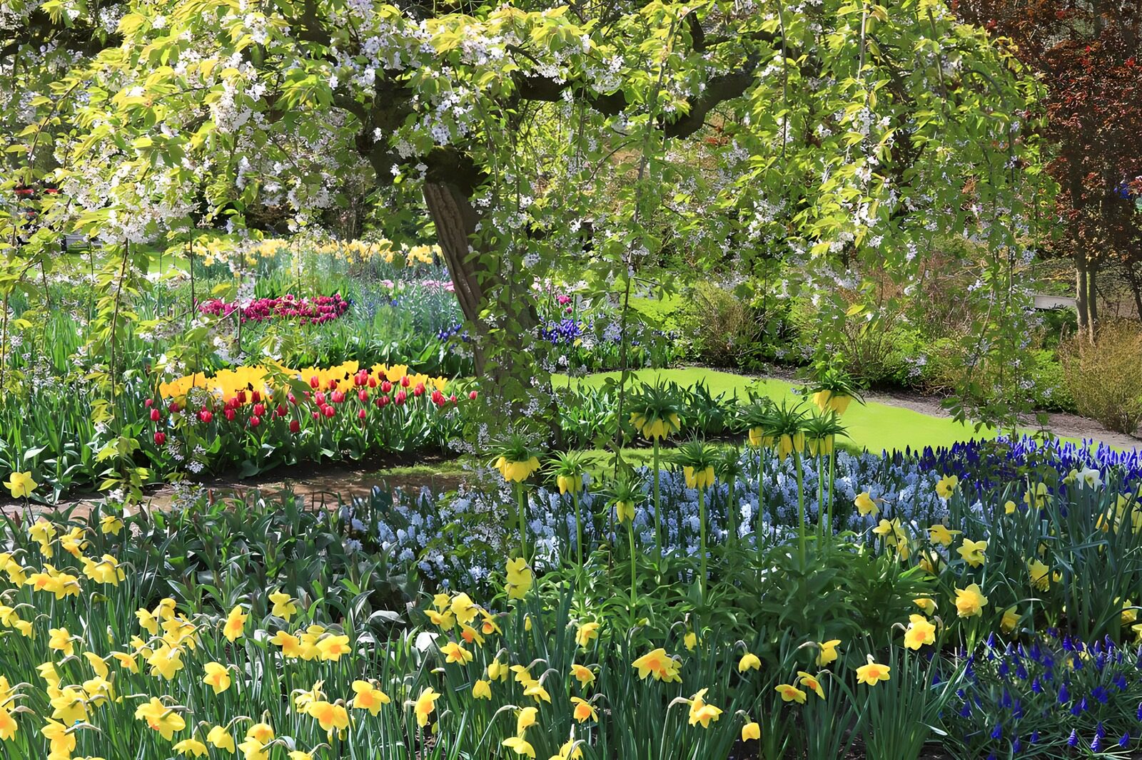 PDGIT8721238: Narcisi e tulipani al sole di primavera