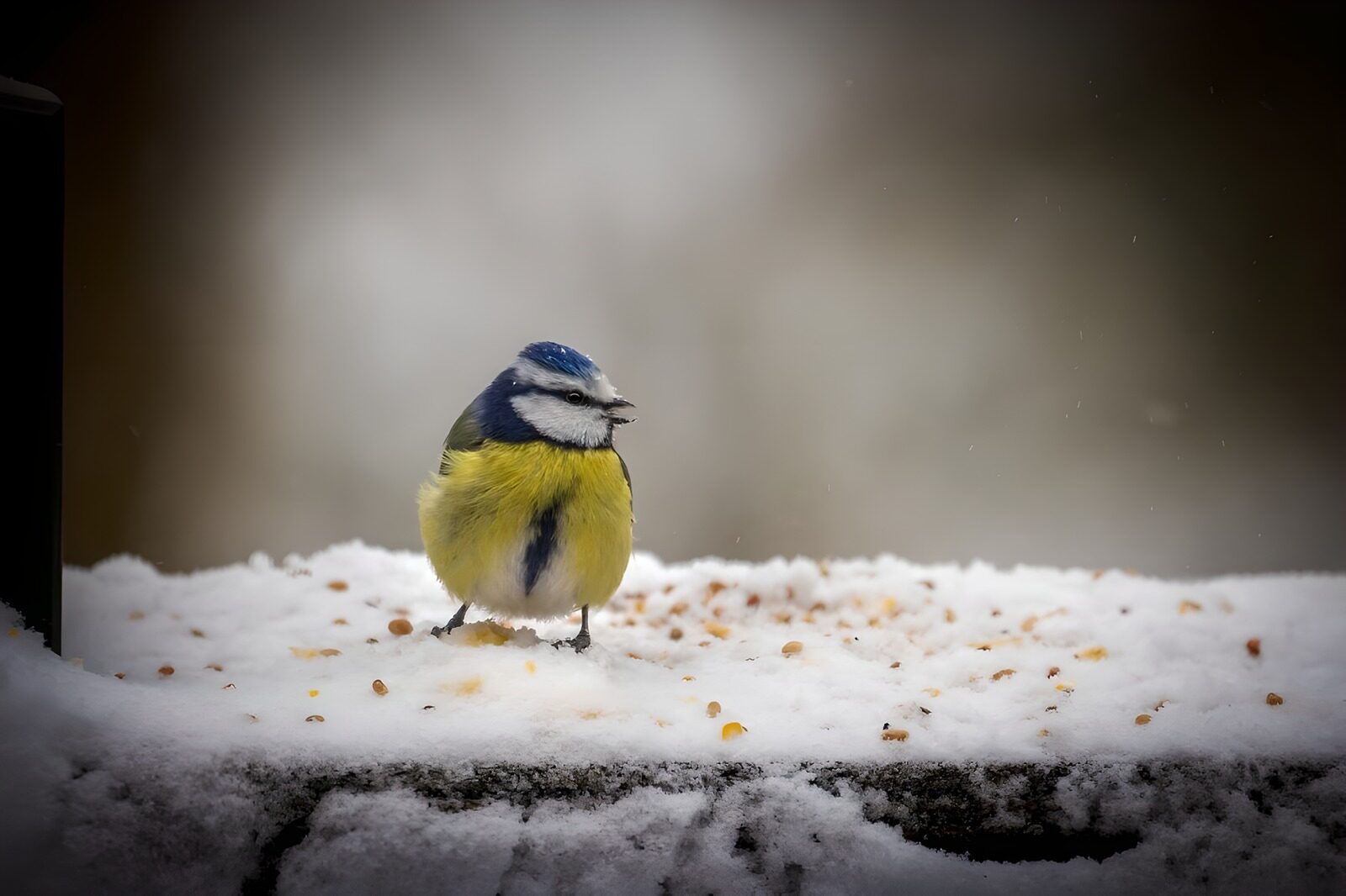 PDGIT2174950: Cinciarella sulla mangiatoia innevata