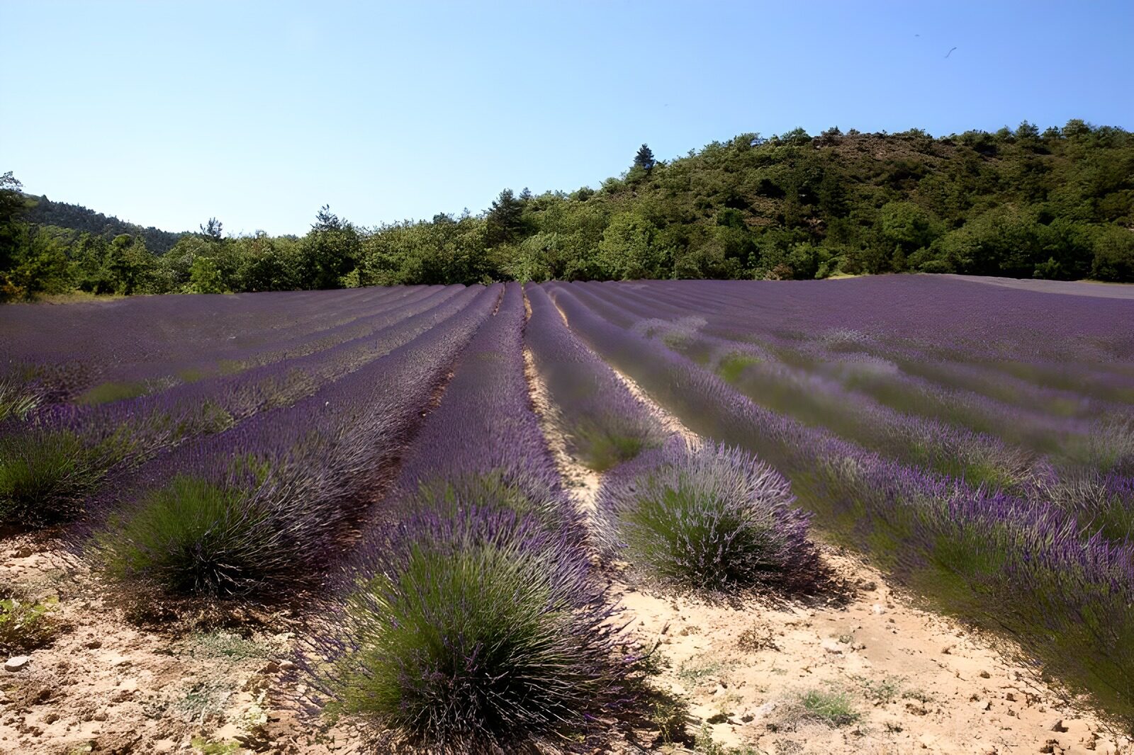 PDGIT2161001: Filari di lavanda al sole
