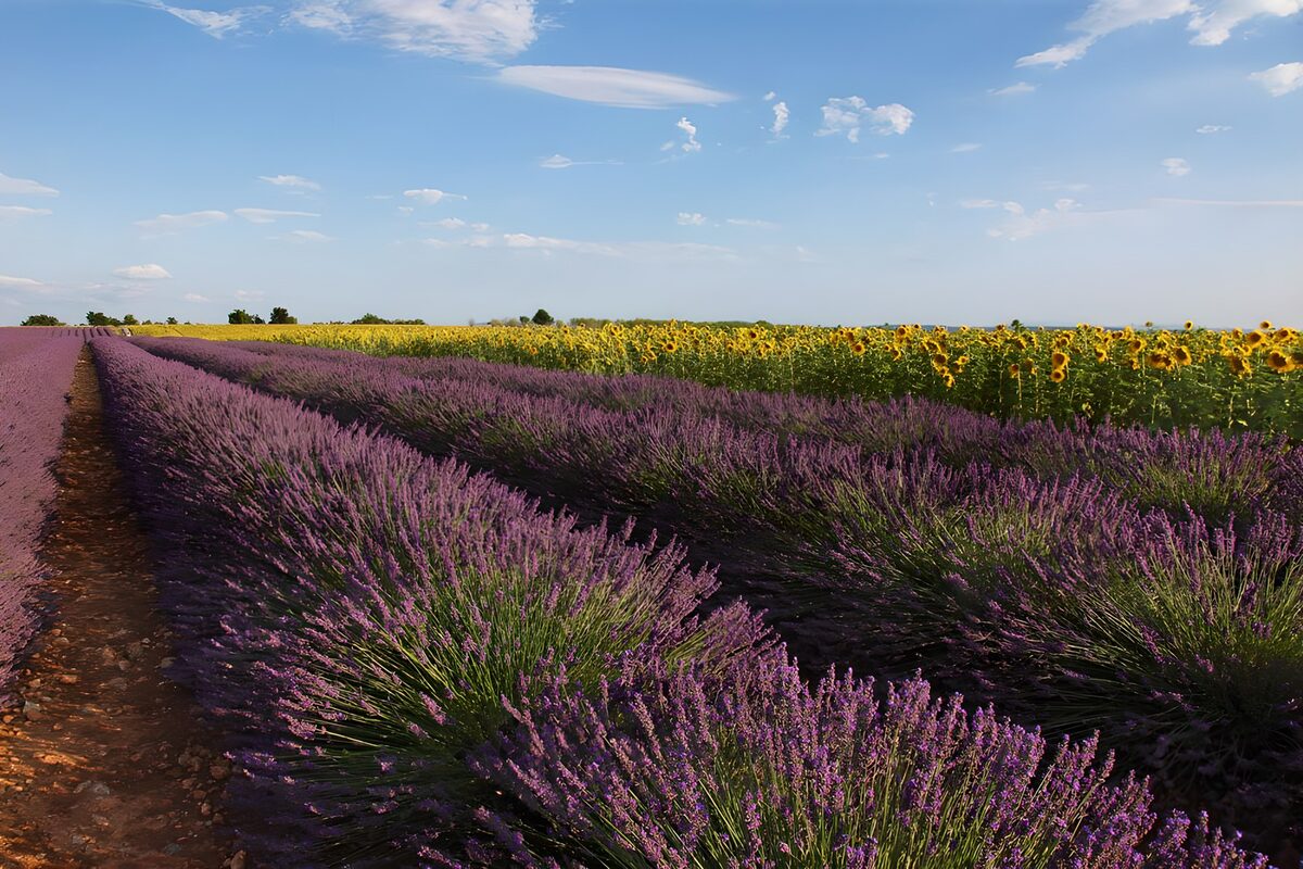 Filari di lavanda e girasoli al sole