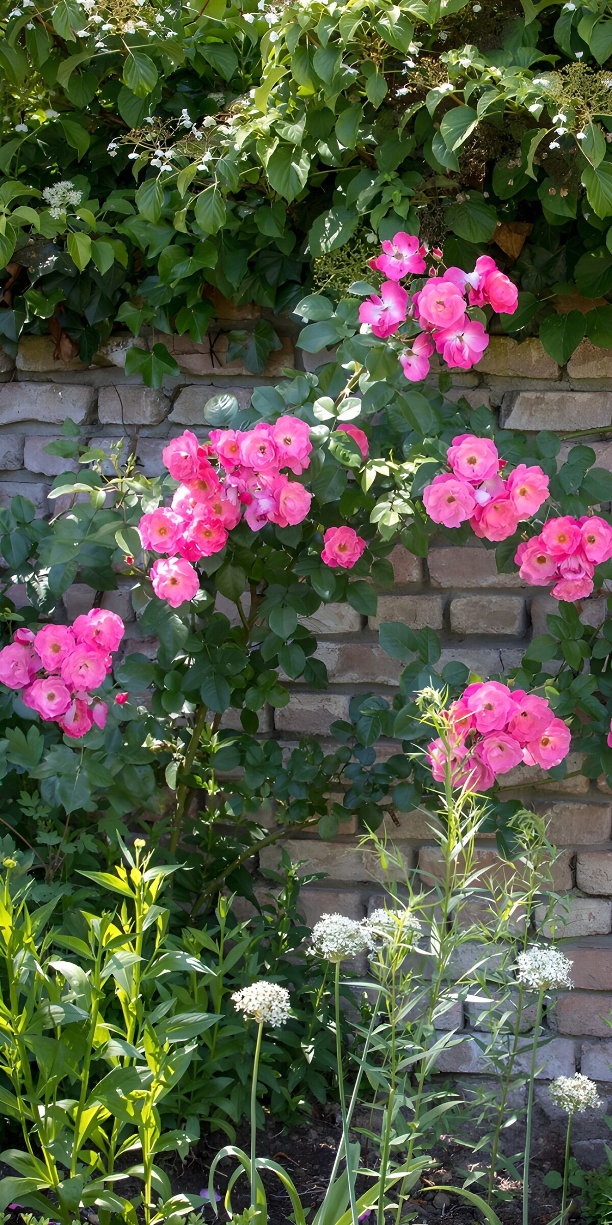PDGIT6535456: Rose rosa e fiori bianchi al sole