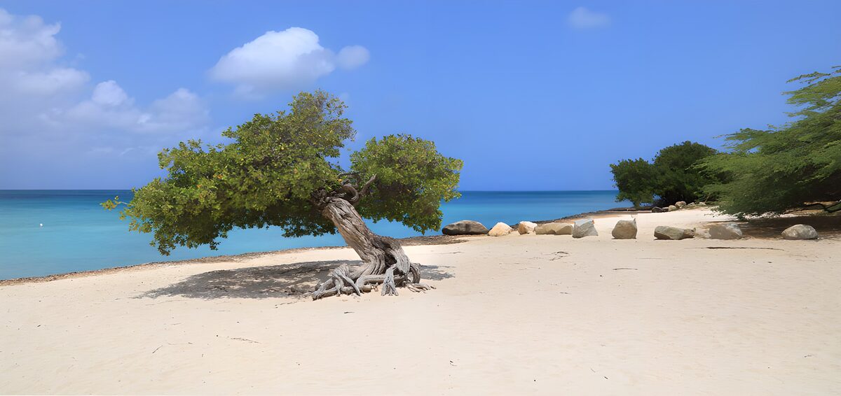 PDGIT6451698: Albero inclinato sulla spiaggia quieta