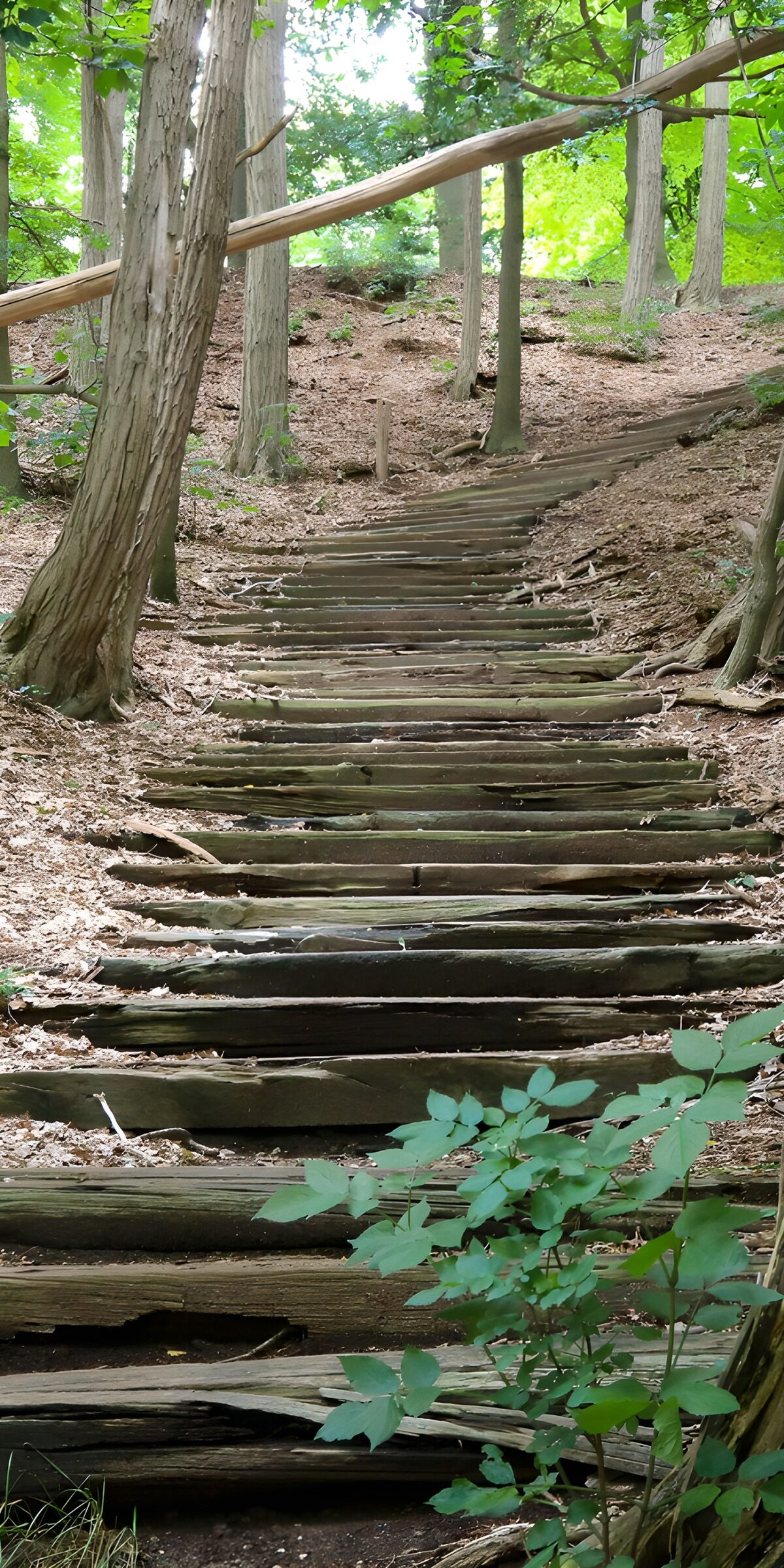 PDGIT1471455: Scala di legno nel bosco in penombra