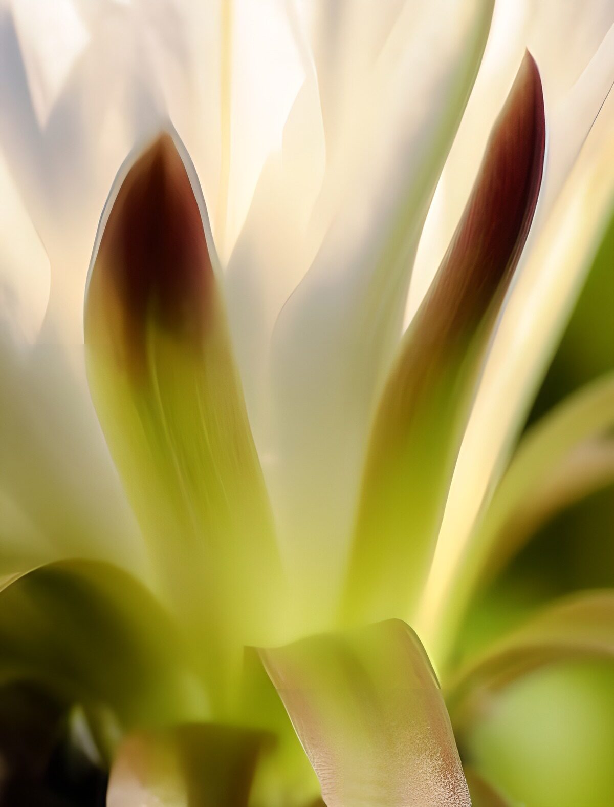 PDGIT5069015: Fiore bianco e verde in luce soffusa
