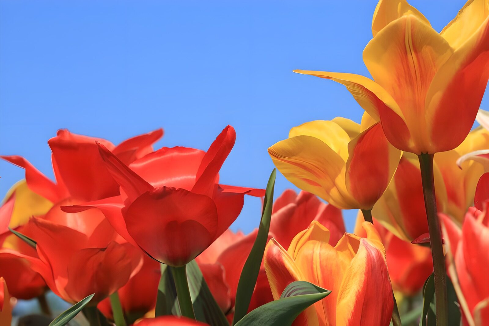 PDGIT6205329: Tulipani rossi e gialli sotto il cielo blu