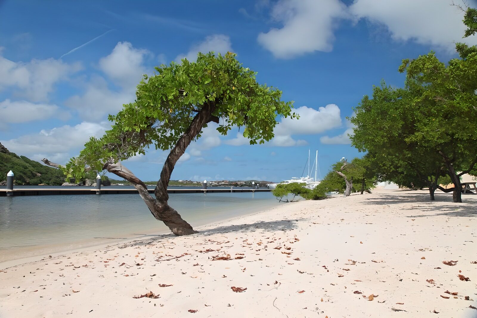 PDGIT3072896: Albero sulla spiaggia, quiete in baia