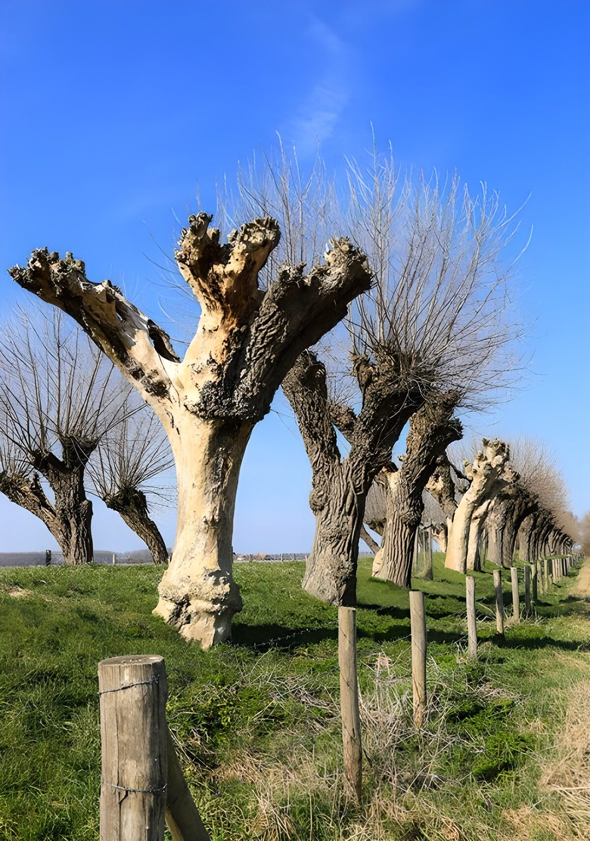 PDGIT7439851: Alberi capitozzati sotto il cielo blu